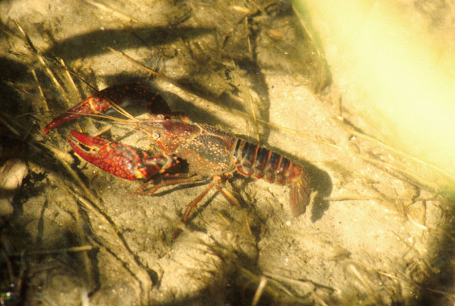 寒潮降溫，小龍蝦如何安全越冬？浮標水質監(jiān)測告訴您答案