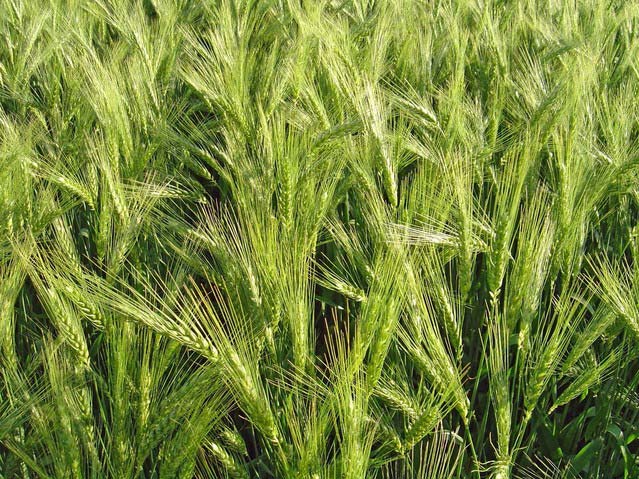 農(nóng)業(yè)氣象站為預(yù)防赤霉病提供可靠的氣象因子數(shù)據(jù)分析 農(nóng)業(yè)氣象站為預(yù)防赤霉病提供可靠的氣象因子數(shù)據(jù)分析