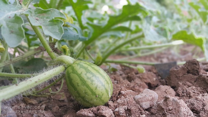 在西瓜大棚中安裝農(nóng)業(yè)氣象站……