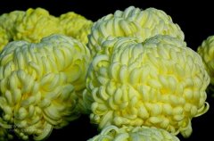 一朵菊花開(kāi)出七種顏色？用手持氣象站種菊